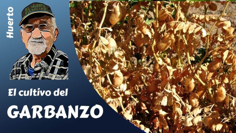 Guía de Compra de Productos de Limpieza Ecológicos en Palencia