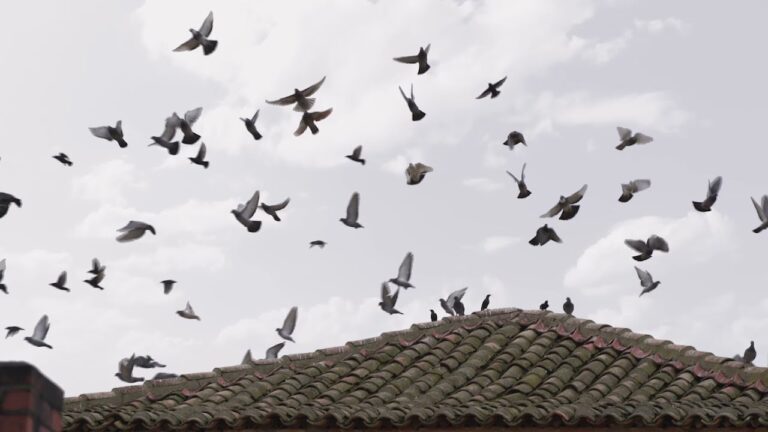 Turismo en Paredes de Nava: Una Experiencia &Uacute;nica