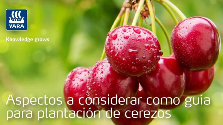 Zonas con Mayor Densidad de Árboles en Osorno la Mayor